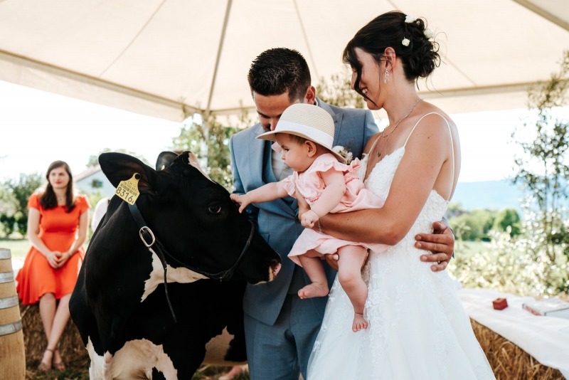 Photographie des mariés avec une vache